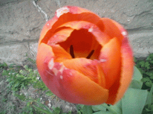 Photos by my 13 year old son Amoz with his Nintendo DSi